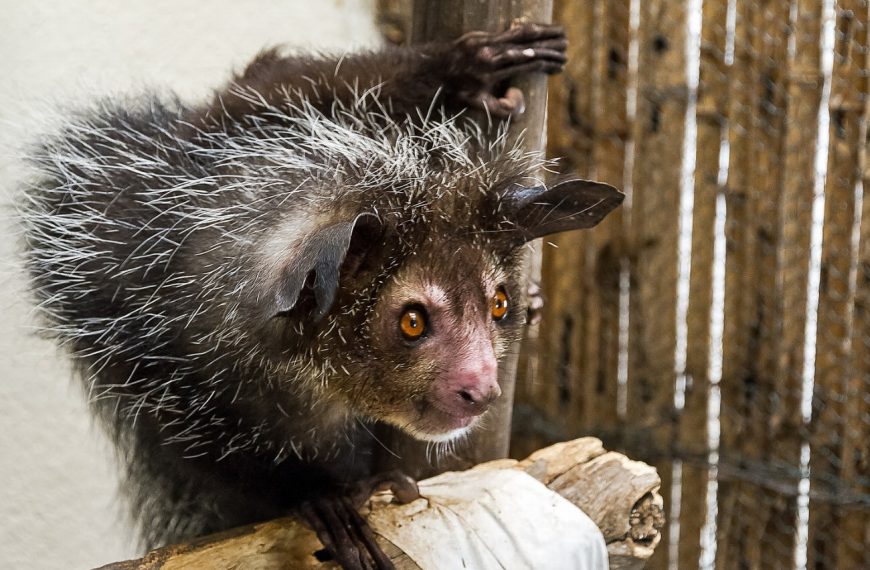 Découvrez le Festival Donia à Antananarivo : Une explosion culturelle à ne pas manquer !