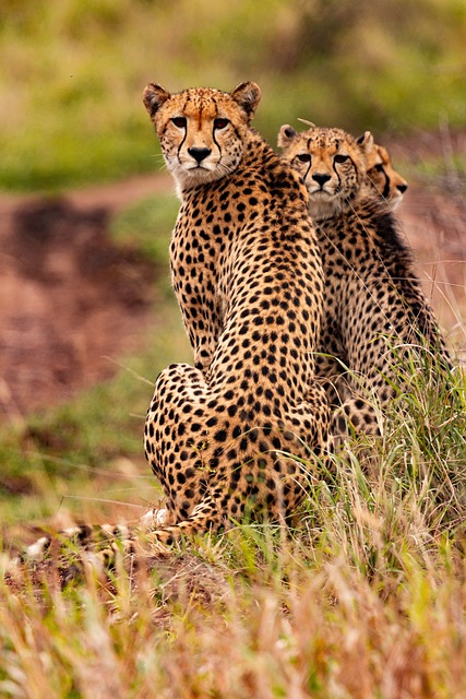 Les meilleures saisons pour partir au Kenya