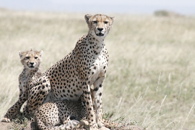 Explorer les parcs nationaux et la faune africaine