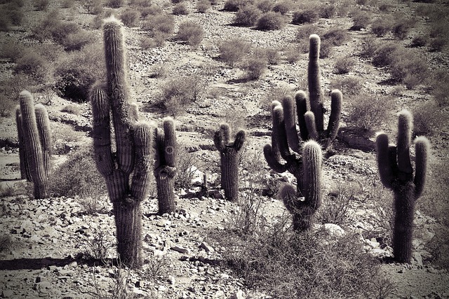 Plongez dans l'effervescence du Carnaval de Jujuy