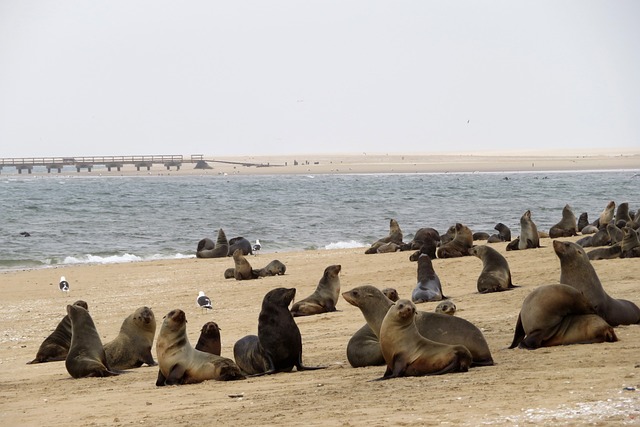 Les dunes de Swakopmund : un terrain de jeu pour les amateurs de quad