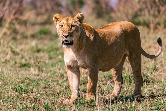 Explorez le parc national de Nairobi : un écrin de nature au cœur de la ville