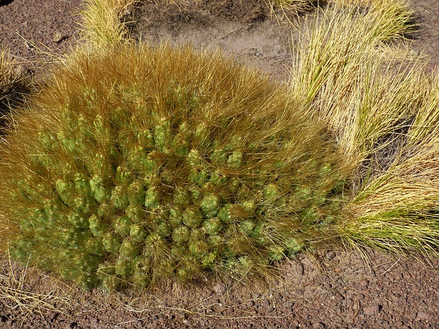 Découvrez les paysages époustouflants de San Pedro de Atacama