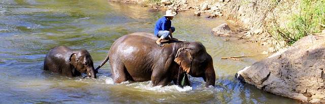 Plongez dans la Jungle de Chiang Mai : Une expérience unique