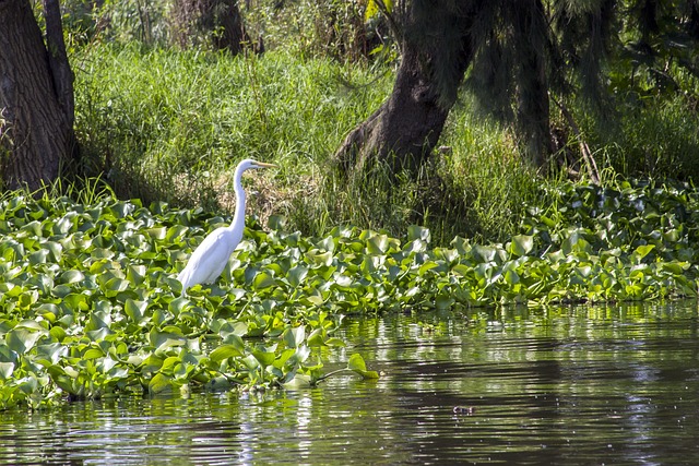 Xochimilco : Un patrimoine culturel et naturel unique