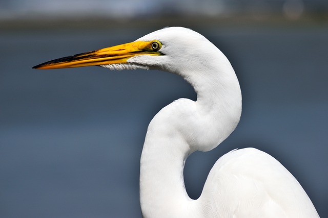 Le Pantanal : une merveille naturelle à découvrir