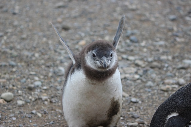 Les espèces emblématiques de l'Antarctique : de l'éléphant de mer à l'albatros