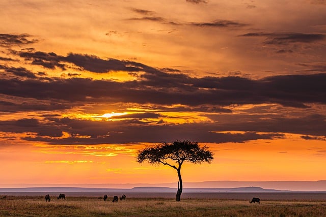 David Sheldrick Wildlife Trust : Un sanctuaire pour les éléphants orphelins