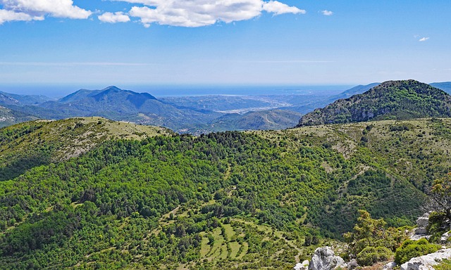 Les espèces emblématiques des eaux du Cap