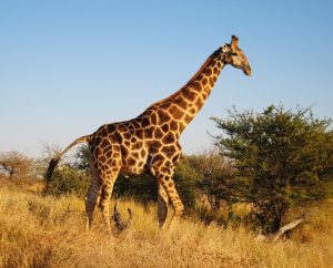 La découverte incroyable d’une girafe sans taches : préparez-vous à être étonné