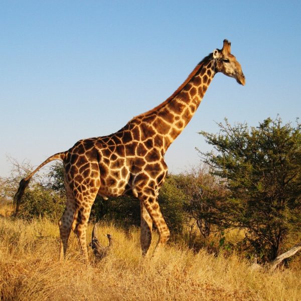 La découverte incroyable d’une girafe sans taches : préparez-vous…