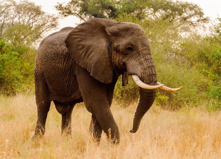 Nairobi National Park : Découvrez la faune sauvage…