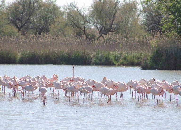 Voyage étonnant d’Aigues-Mortes : un lac rose en…